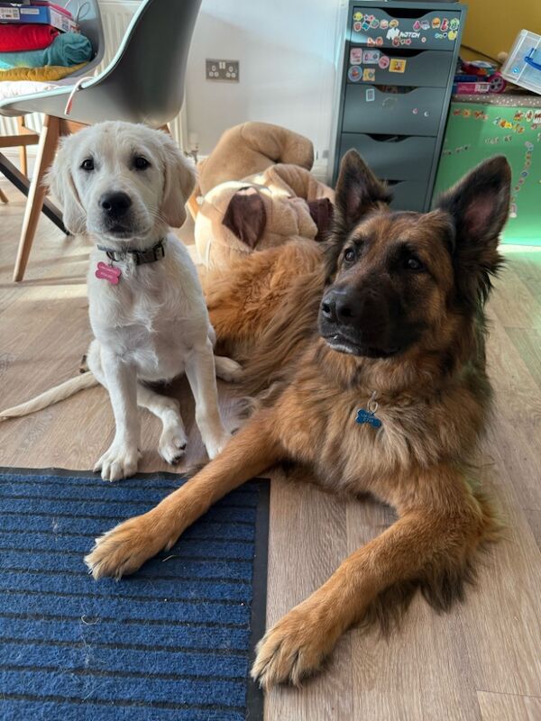 A.Hunt - Golden Retriever Breeder - Image 9