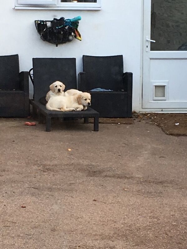 A.Hunt - Golden Retriever Breeder on Golden Retriever Owners - Image 12