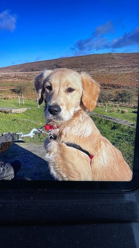 A.Hunt - Golden Retriever Breeder on Golden Retriever Owners - Image 13