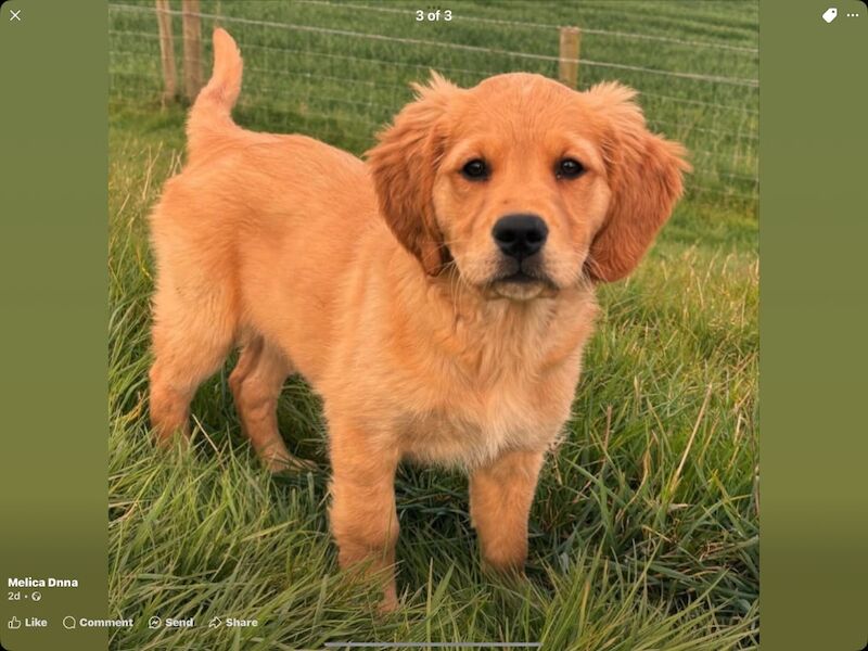 A.Hunt - Golden Retriever Breeder on Golden Retriever Owners - Image 14