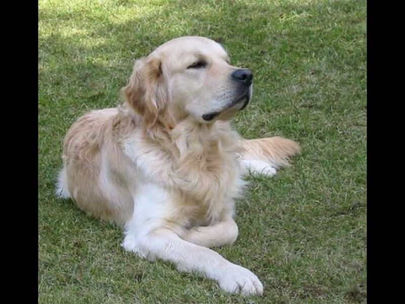A.Hunt - Golden Retriever Breeder - Image 15