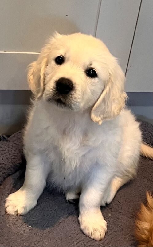 Amanda Bentley - Golden Retriever Breeder on Golden Retriever Owners - Image 2