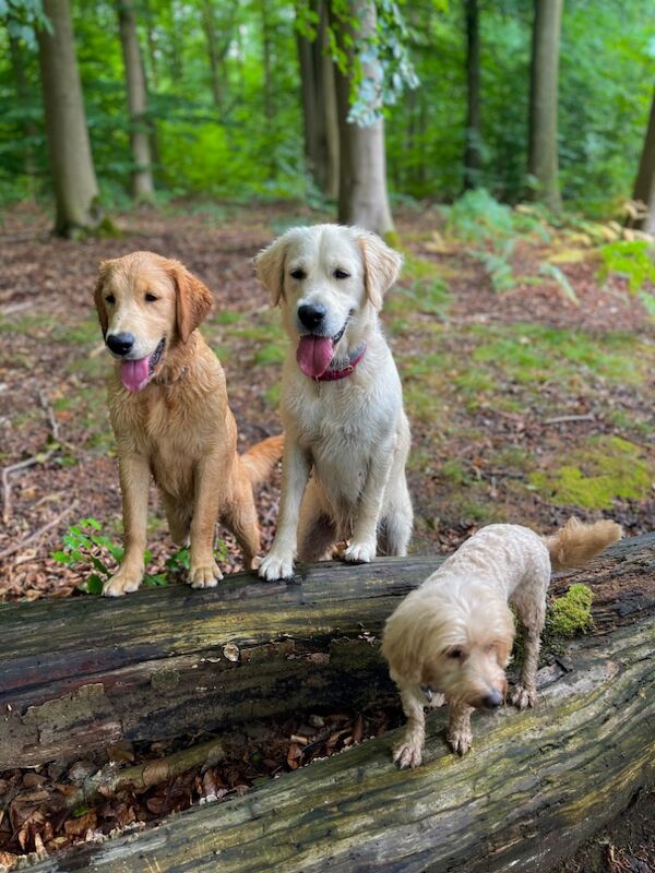 Amanda Bentley - Golden Retriever Breeder - Image 4
