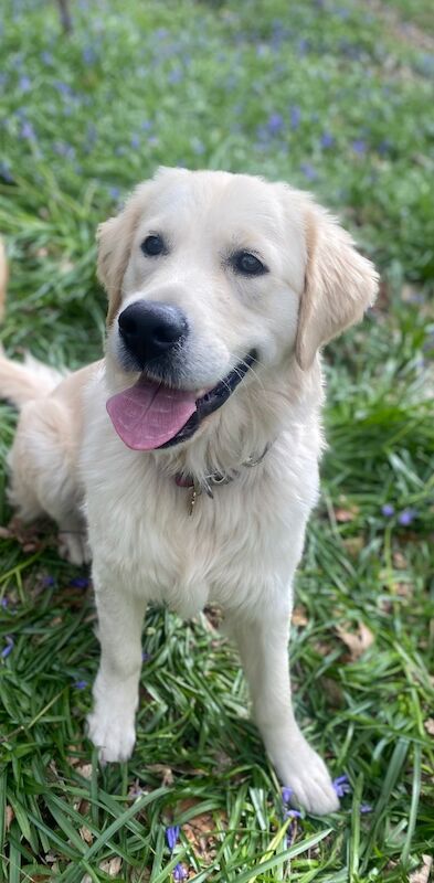 Amanda Bentley - Golden Retriever Breeder on Golden Retriever Owners - Image 5