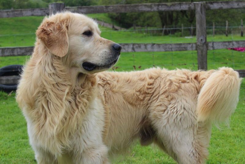 B K Working Dogs - Licensed Golden Retriever Breeder on Golden Retriever Owners - Image 1