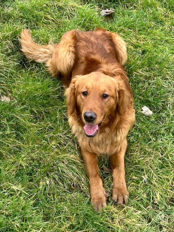 B M G - Licensed Golden Retriever Breeder on Golden Retriever Owners - Image 2