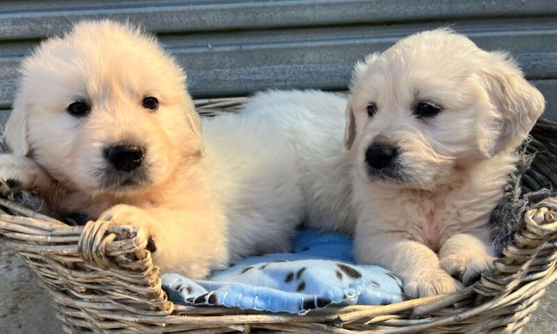 B M G - Licensed Golden Retriever Breeder - Image 3