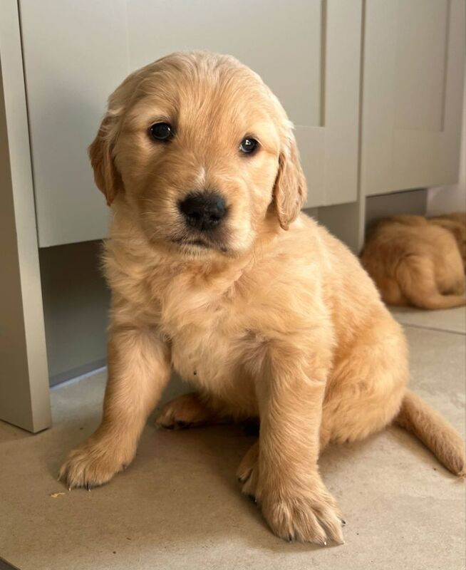 B M G - Licensed Golden Retriever Breeder on Golden Retriever Owners - Image 4