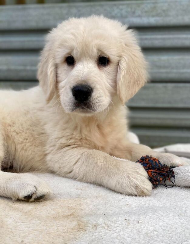 B M G - Licensed Golden Retriever Breeder - Image 5
