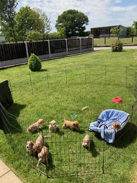 Ben Vairy - Licensed Golden Retriever Breeder on Golden Retriever Owners - Image 2