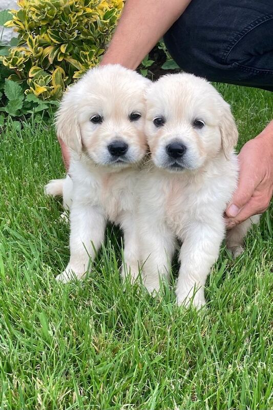 Ben Vairy - Licensed Golden Retriever Breeder on Golden Retriever Owners - Image 3