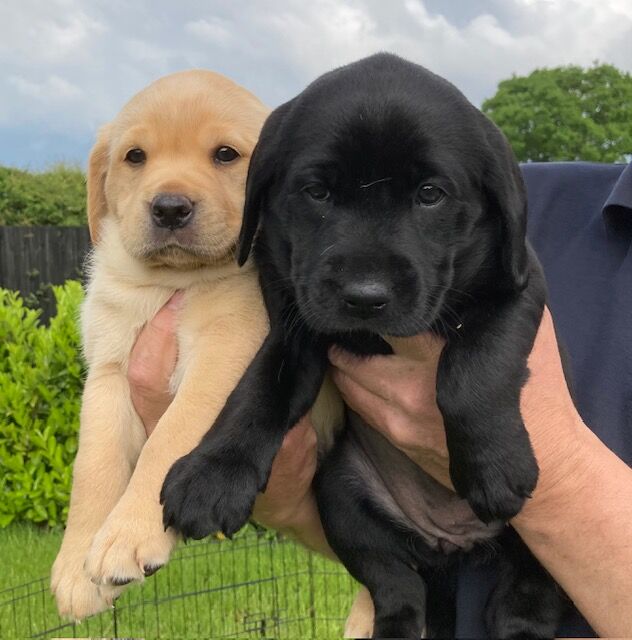 Ben Vairy - Licensed Golden Retriever Breeder - Image 4