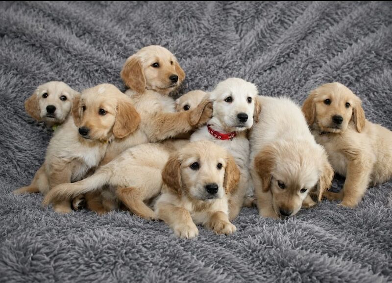 Christopher Knight - Golden Retriever Breeder in Staffordshire  - Image 1