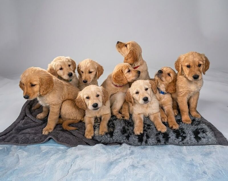 Christopher Knight - Golden Retriever Breeder in Staffordshire  - Image 2