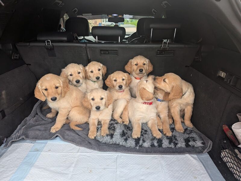 Christopher Knight - Golden Retriever Breeder in Staffordshire  on Golden Retriever Owners - Image 3