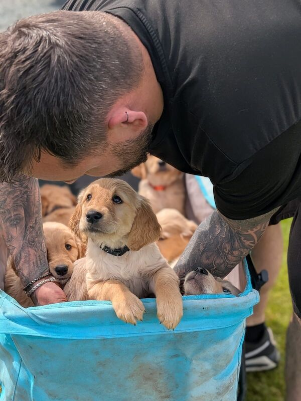Christopher Knight - Golden Retriever Breeder in Staffordshire  - Image 4