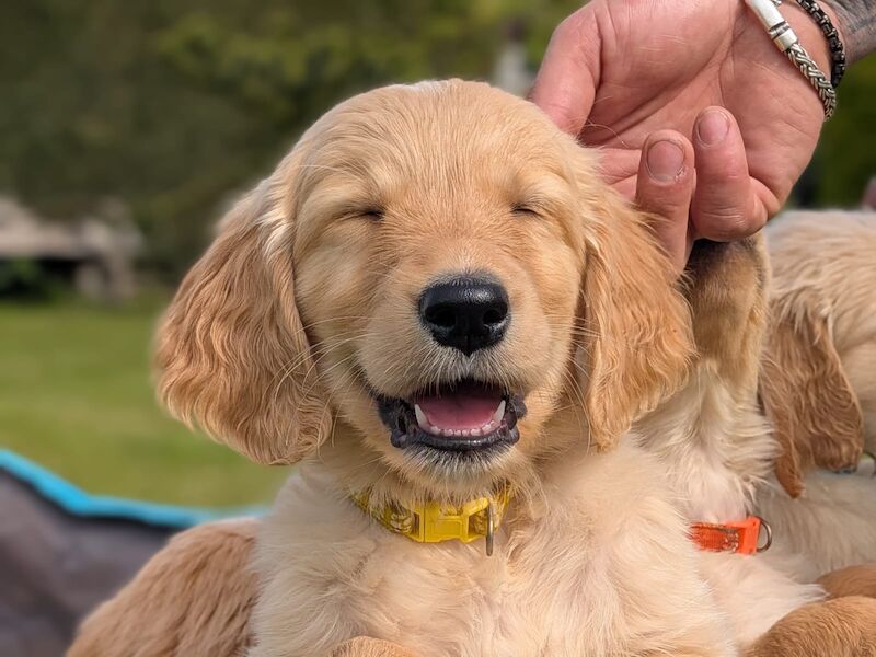 Christopher Knight - Golden Retriever Breeder in Staffordshire  on Golden Retriever Owners - Image 5