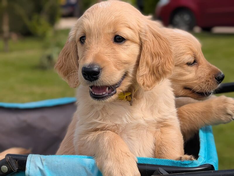 Christopher Knight - Golden Retriever Breeder in Staffordshire  - Image 6