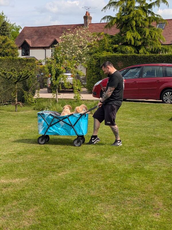 Christopher Knight - Golden Retriever Breeder in Staffordshire  - Image 7