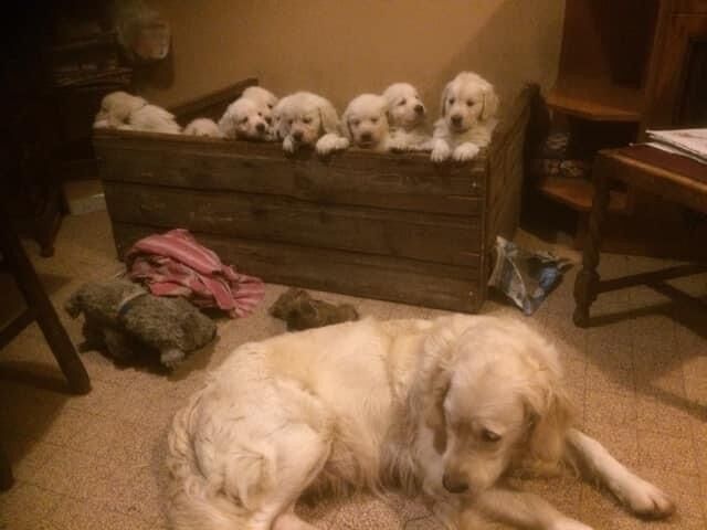 deryn ford - Private Seller on Golden Retriever Owners - Image 1