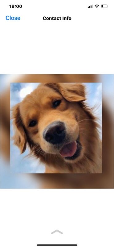 Fox Red Retrievers - Licensed Golden Retriever Breeder on Golden Retriever Owners - Image 1