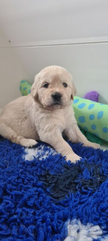 Jessica - Licensed Golden Retriever Breeder - Image 1