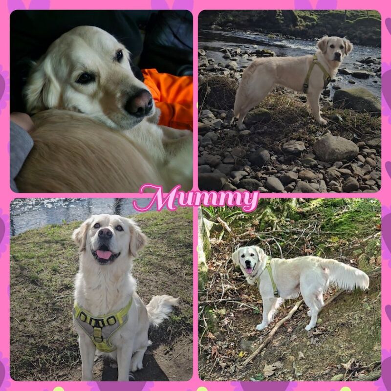 Kim - Golden Retriever Breeder on Golden Retriever Owners - Image 3