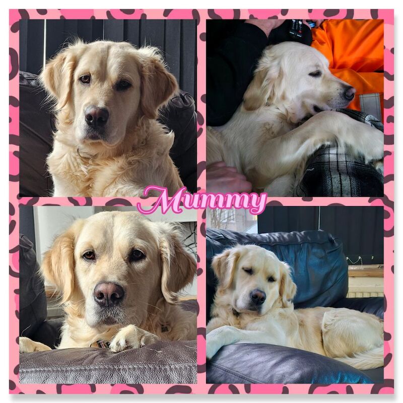 Kim - Golden Retriever Breeder - Image 4