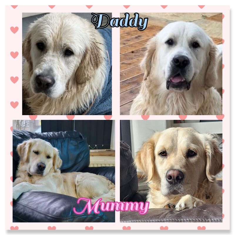 Kim - Golden Retriever Breeder - Image 5