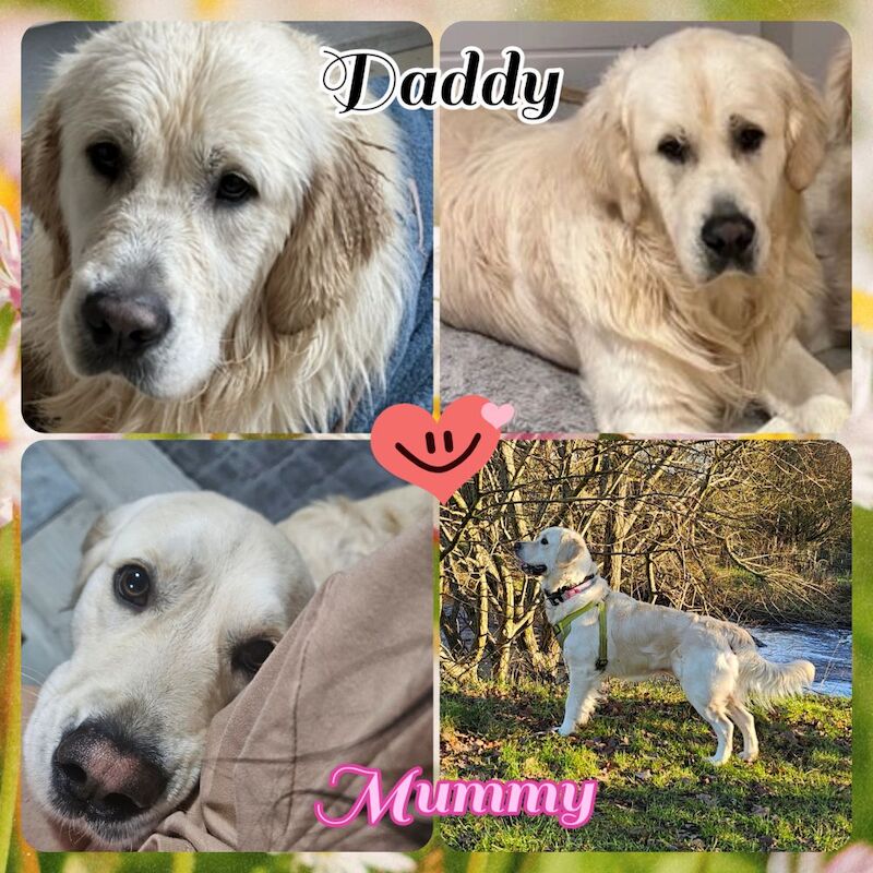 Kim - Golden Retriever Breeder - Image 6