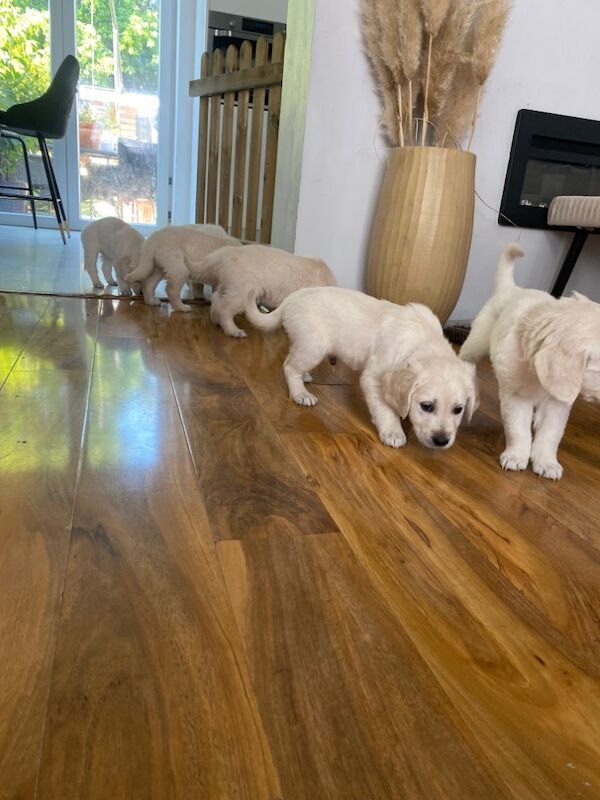 Marek Stawicki - Private Seller on Golden Retriever Owners - Image 1