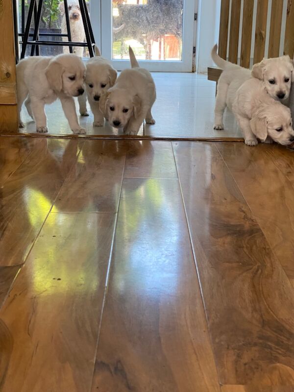 Marek Stawicki - Private Seller on Golden Retriever Owners - Image 3