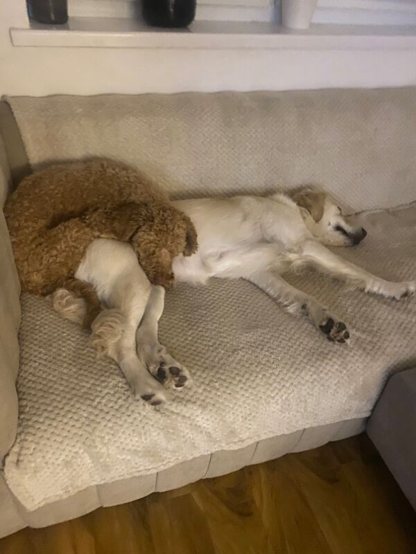 Marek Stawicki - Private Seller on Golden Retriever Owners - Image 5