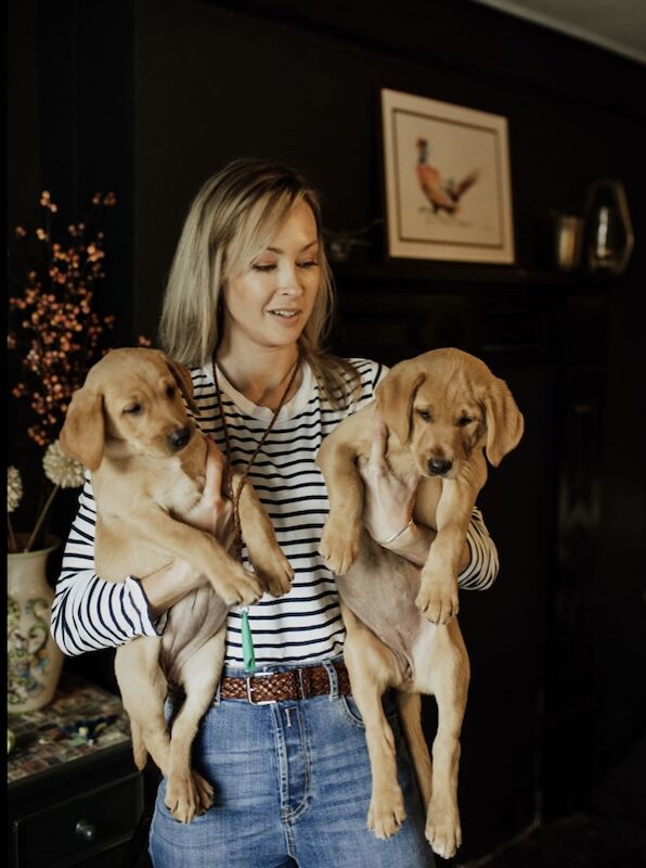 Sarah cox - Golden Retriever Breeder - Image 1
