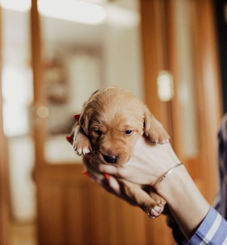 Sarah cox - Golden Retriever Breeder on Golden Retriever Owners - Image 2