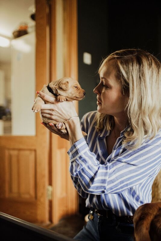 Sarah cox - Golden Retriever Breeder on Golden Retriever Owners - Image 3