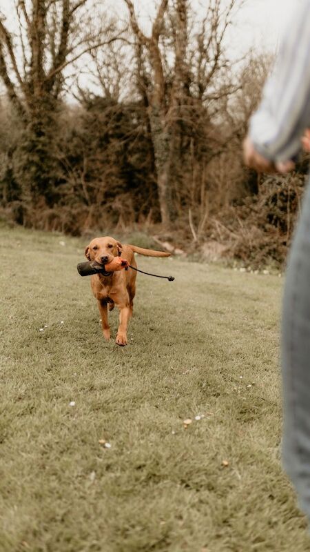 Sarah cox - Golden Retriever Breeder - Image 4