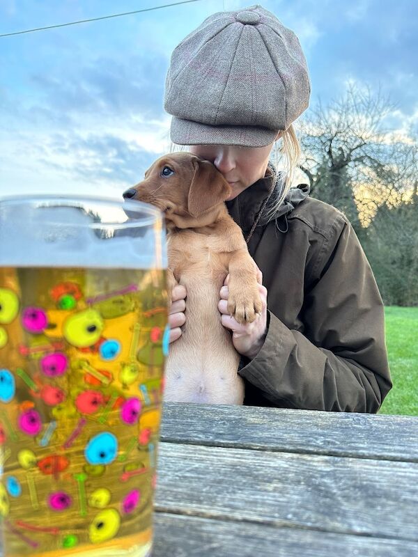 Sarah cox - Golden Retriever Breeder on Golden Retriever Owners - Image 5