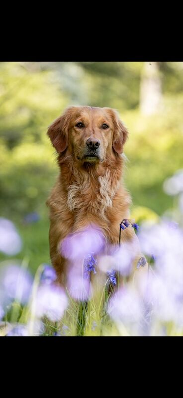 Sarah cox - Golden Retriever Breeder - Image 6