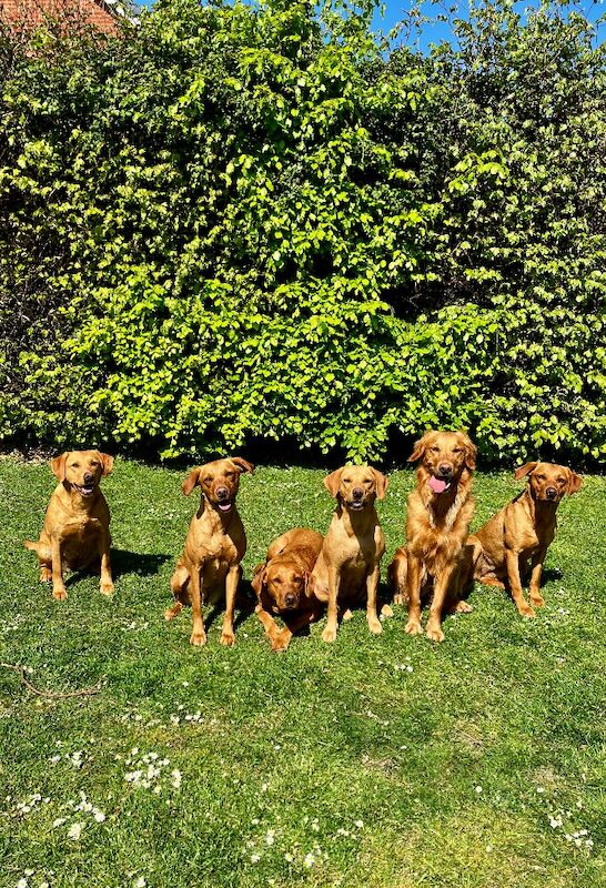 Sarah cox - Golden Retriever Breeder - Image 7