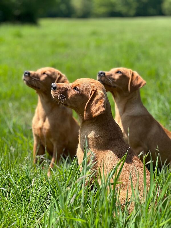 Sarah cox - Golden Retriever Breeder on Golden Retriever Owners - Image 8