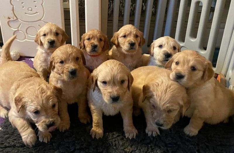 Tames Golden Retrievers - Licensed Golden Retriever Breeder - Image 1