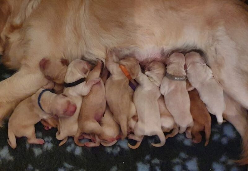 Tames Golden Retrievers - Licensed Golden Retriever Breeder - Image 4