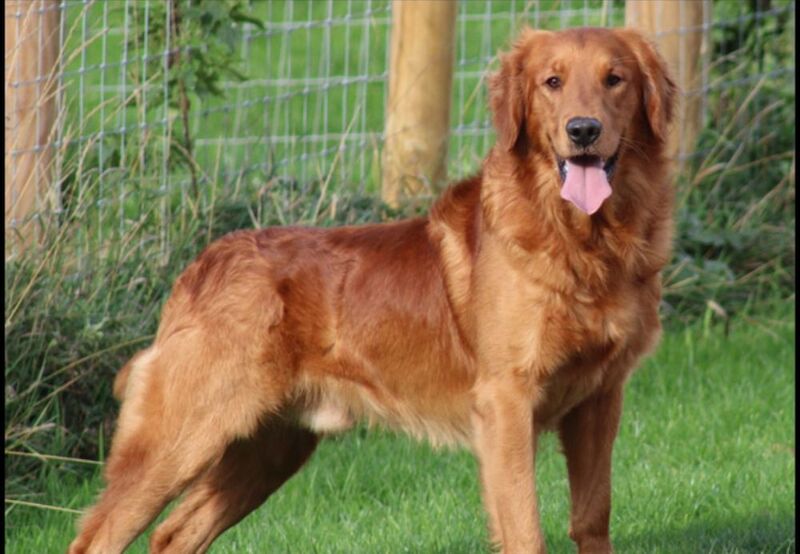 Tames Golden Retrievers - Licensed Golden Retriever Breeder on Golden Retriever Owners - Image 7