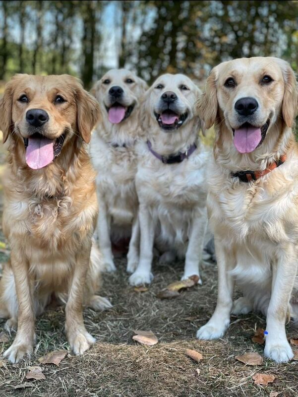 Tames Golden Retrievers - Licensed Golden Retriever Breeder - Image 9