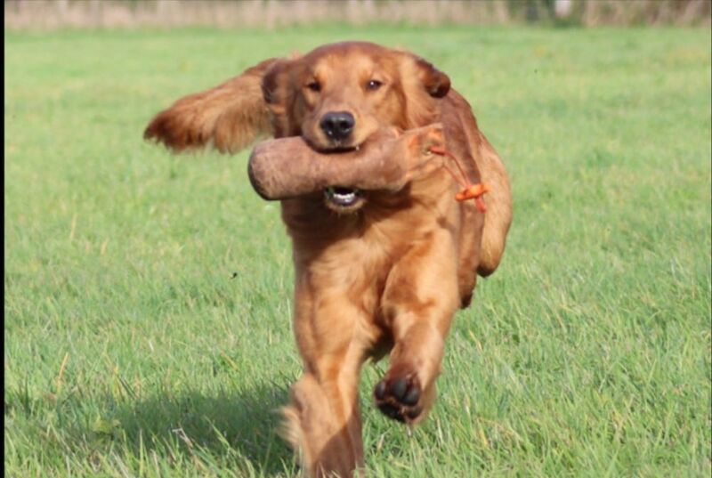 Tames Golden Retrievers - Licensed Golden Retriever Breeder - Image 10