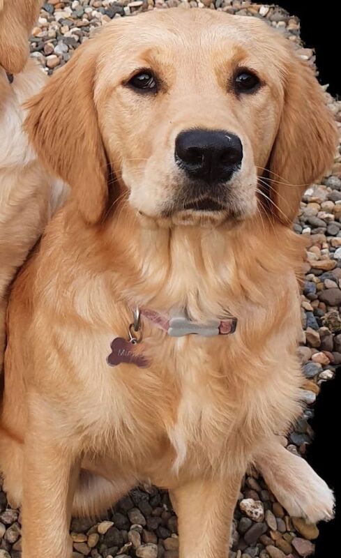 Tames Golden Retrievers - Licensed Golden Retriever Breeder on Golden Retriever Owners - Image 13