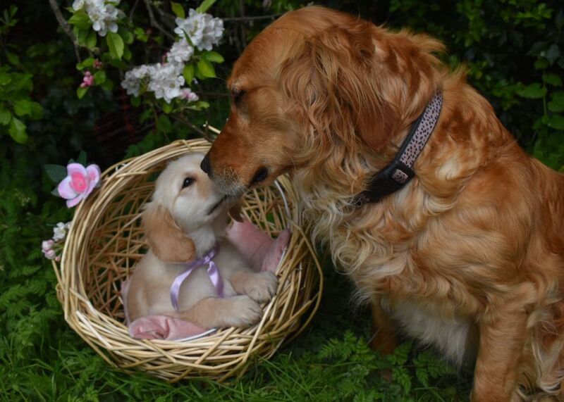 Wayne pidd - Private Seller on Golden Retriever Owners - Image 1